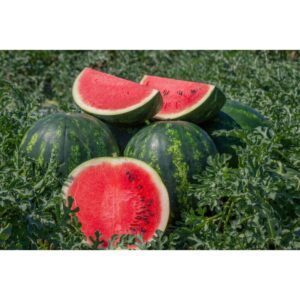 Arbūzai vidutinio ankstyvumo, dideli vaisiai labai saldūs, atsparūs ligoms ‘MIRTO F1’ 100 sėklų (Didelė pakuotė). NAUJIENA 2026 m.