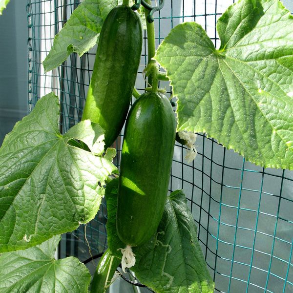 Agurkai MINI ilgavaisiai salotiniai, savidulkiai, tinka vazonams 'PONY H' 10 sėklų DOB. Agurkai MINI ilgavaisiai salotiniai, savidulkiai, tinka vazonams 'PONY H' 10 sėklų DOB.