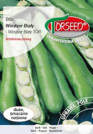 Pupos baltos didelės 'WINDSOR BIALY' 50 g T.