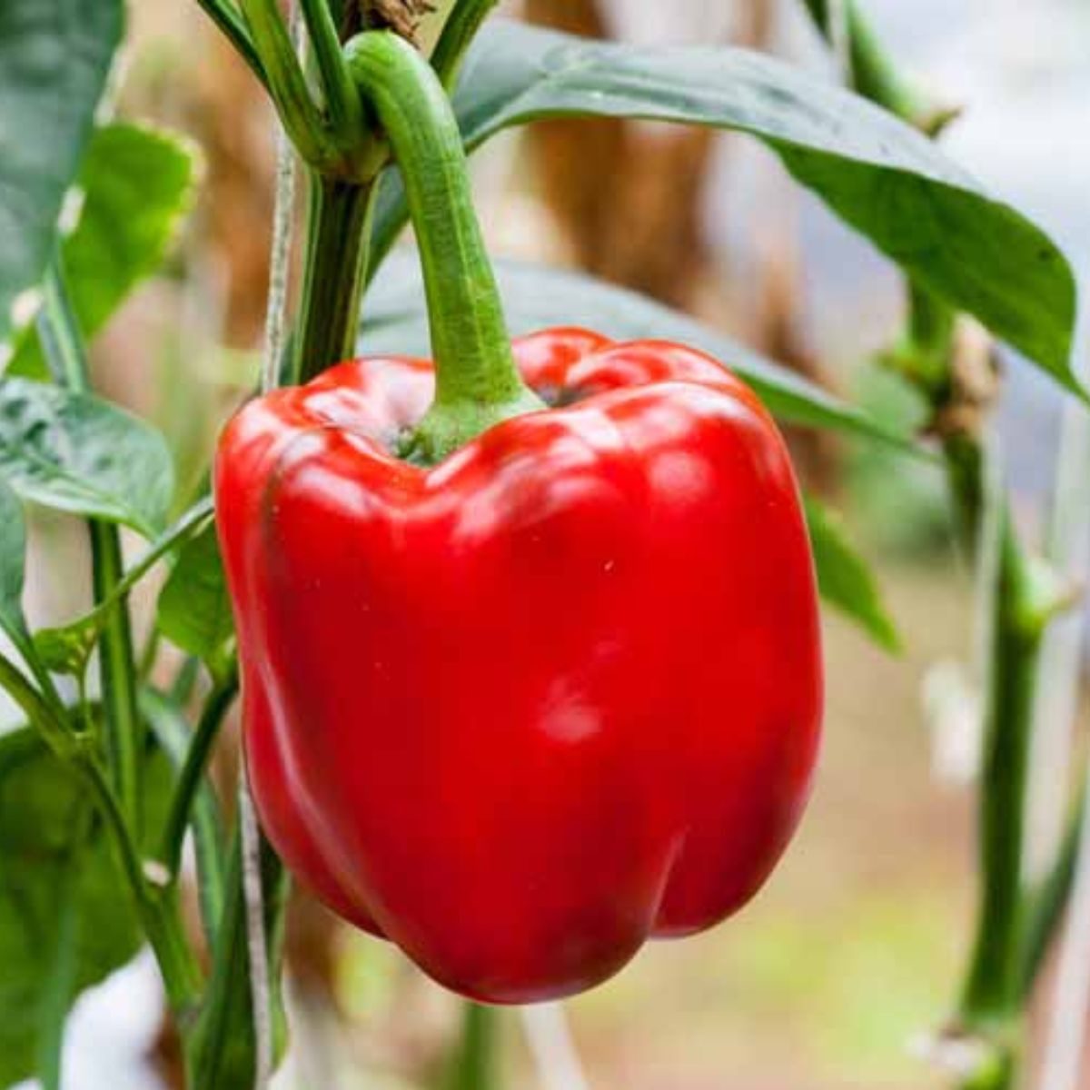 Paprikos saldžiosios nehibridinės, dideliais raudonais vaisiais, vidutinio ankstyvumo, tinka laukui 'BALLADYNA' 0,5 g T. NAUJIENA 2026 m. Paprikos saldžiosios nehibridinės, dideliais raudonais vaisiais, vidutinio ankstyvumo, tinka laukui 'BALLADYNA' 0,5 g T. NAUJIENA 2026 m.