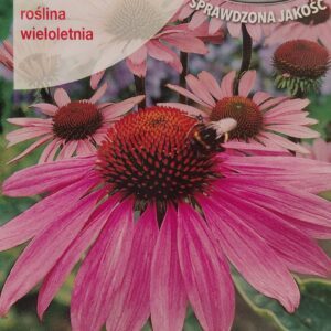 Rausvažiedės ežiuolės, purpurinės, daugiametės, aukštos, tinka vaistažolėms 0,2 g T.