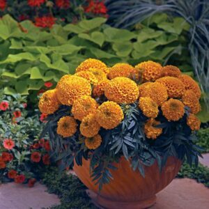 Serenčiai didieji žemi, oranžiniais labai dideliais žiedais 'ANTIQUA Orange F1' 20 sėklų (Naudinga profi pakuotė) Černy. NAUJIENA 2026 m.