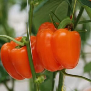 Paprikos saldžiosios oranžinės, ankstyvos, dideliais vaisiais „Block Orange“ 'AK3002 H' 100 sėklų (Didelė pakuotė). NAUJIENA 2026 m.