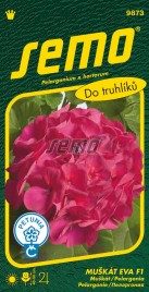 Pelargonijos krūminės rausvai violetinias žiedais, vidutinio aukščio, gausiai žydinčios 'EVA F1' 11 sėklų SM. NAUJIENA 2026 m.