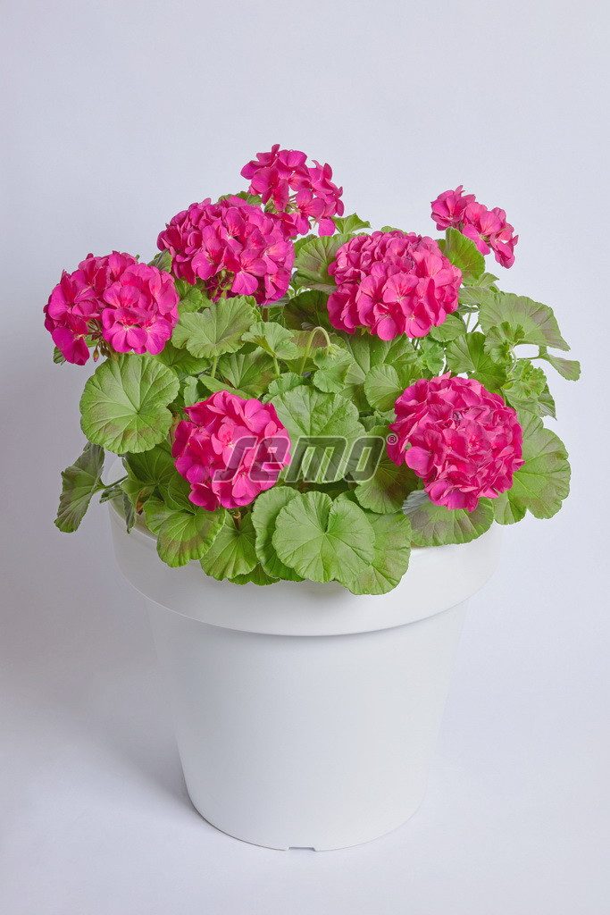 Pelargonijos krūminės rausvai violetinias žiedais, vidutinio aukščio, gausiai žydinčios 'EVA F1' 11 sėklų SM. NAUJIENA 2026 m. Pelargonijos krūminės rausvai violetinias žiedais, vidutinio aukščio, gausiai žydinčios 'EVA F1' 11 sėklų SM. NAUJIENA 2026 m.