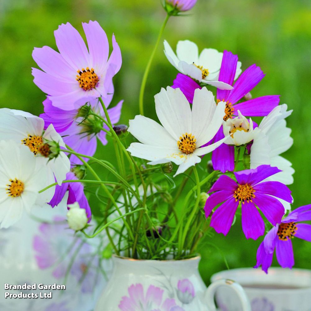 Paprastosios kosmėjos („lineliai“), neaukštos, mišinys 'GAZEBO MIX' 0,7 g SM. NAUJIENA 2026 m. Paprastosios kosmėjos („lineliai“), neaukštos, mišinys 'GAZEBO MIX' 0,7 g SM. NAUJIENA 2026 m.