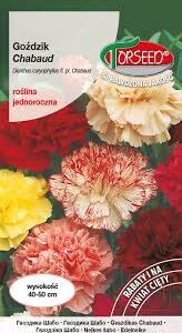 Gvazdikai Šabo mišinys, kvepia, skynimui (Dianthus caryophyllus Chabaud) 0,5 g T.