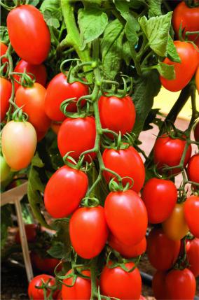 Pomidorai aukštaūgiai, pailgi „slyviniai“, derlingi 'KILATES H' 10 sėklų SG. Pomidorai aukštaūgiai, pailgi „slyviniai“, derlingi 'KILATES H' 10 sėklų SG.