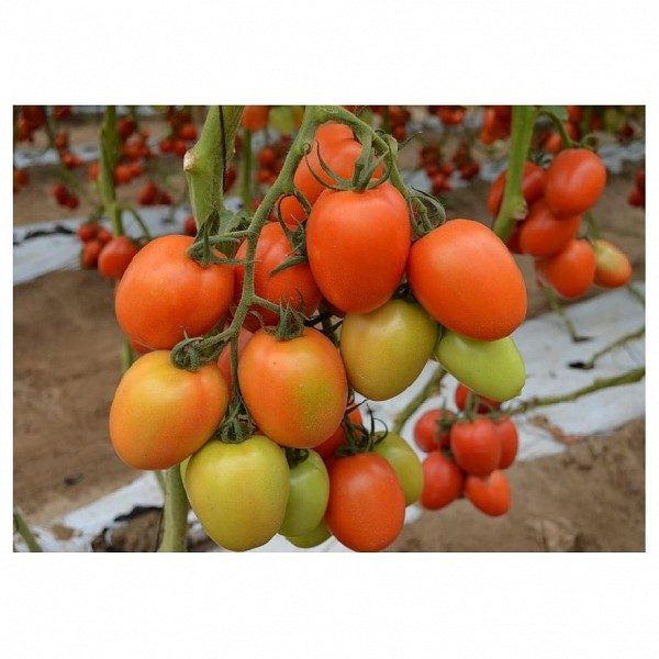 Pomidorai aukštaūgiai, pailgi „slyviniai“, derlingi 'KILATES H' 10 sėklų SG. Pomidorai aukštaūgiai, pailgi „slyviniai“, derlingi 'KILATES H' 10 sėklų SG.