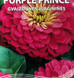 Gvaizdūnės zinijos purpuriniais stambiais žiedais, tinka skynimui 'PURPLE PRINCE' 1 g S. Gvaizdūnės zinijos purpuriniais stambiais žiedais, tinka skynimui 'PURPLE PRINCE' 1 g S.