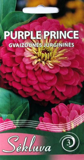 Gvaizdūnės zinijos purpuriniais stambiais žiedais, tinka skynimui 'PURPLE PRINCE' 1 g S. Gvaizdūnės zinijos purpuriniais stambiais žiedais, tinka skynimui 'PURPLE PRINCE' 1 g S.