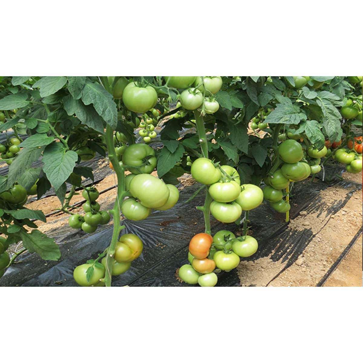 Pomidorai aukštaūgiai, ankstyvi, mėsingais vaisiais 'PANEKRA H' 100 sėklų (Didelė pakuotė). NAUJIENA 2026 m. Pomidorai aukštaūgiai, ankstyvi, mėsingais vaisiais 'PANEKRA H' 100 sėklų (Didelė pakuotė). NAUJIENA 2026 m.