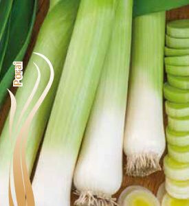 Porai vėlyvi, stori 'KAMPUS' 2 g S.