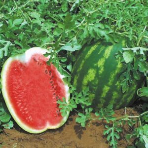 Arbūzai ankstyvi, dideli, ypatingai saldūs, atsparūs ligoms ir stresinėms sąlygoms 'TOPGUN H' 10 sėklų. NAUJIENA 2026 m.