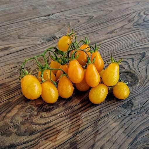 Pomidorai mini geltonos „kriaušytės“ arba „ašaros“ 'YELLOW SUBMARINE' 10 sėklų SG. NAUJIENA 2026 m. Pomidorai mini geltonos „kriaušytės“ arba „ašaros“ 'YELLOW SUBMARINE' 10 sėklų SG. NAUJIENA 2026 m.