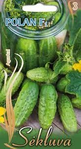 Agurkai trumpavaisiai laukui, vidutinio ankstyvumo 'POLAN F1' 1,5 g S.