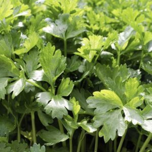 Petražolės lapinės, aromatingi lapai 'FESTIVAL 68' 100 g (Didelė pakuotė) SEMO. NAUJIENA 2026 m.