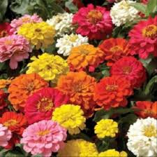 Gvaizdūnės žemos, mišinys 'PEPITO' 0,5 g L. NAUJIENA 2026 m. Gvaizdūnės žemos, mišinys 'PEPITO' 0,5 g L. NAUJIENA 2026 m.