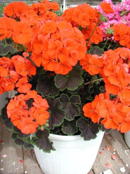 Pelargonijos krūminės ugniniai raudonais žiedais, tamsialapės, vidutinio aukščio, gausiai žydinčios 'NIGHT SCARLET F1' 11 sėklų SM. NAUJIENA 2026 m. Pelargonijos krūminės ugniniai raudonais žiedais, tamsialapės, vidutinio aukščio, gausiai žydinčios 'NIGHT SCARLET F1' 11 sėklų SM. NAUJIENA 2026 m.