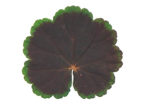 Pelargonijos krūminės ugniniai raudonais žiedais, tamsialapės, vidutinio aukščio, gausiai žydinčios 'NIGHT SCARLET F1' 11 sėklų SM. NAUJIENA 2026 m. Pelargonijos krūminės ugniniai raudonais žiedais, tamsialapės, vidutinio aukščio, gausiai žydinčios 'NIGHT SCARLET F1' 11 sėklų SM. NAUJIENA 2026 m.