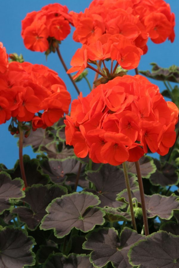 Pelargonijos krūminės ugniniai raudonais žiedais, tamsialapės, vidutinio aukščio, gausiai žydinčios 'NIGHT SCARLET F1' 11 sėklų SM. NAUJIENA 2026 m. Pelargonijos krūminės ugniniai raudonais žiedais, tamsialapės, vidutinio aukščio, gausiai žydinčios 'NIGHT SCARLET F1' 11 sėklų SM. NAUJIENA 2026 m.