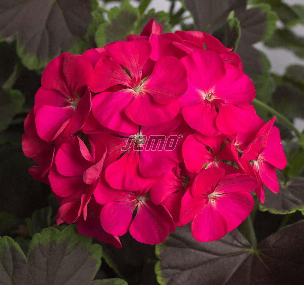 Pelargonijos krūminės violetiniai rožiniais žiedais, tamsialapės, vidutinio aukščio, gausiai žydinčios 'NIGHT VIOLET F1' 11 sėklų SM. NAUJIENA 2026 m. Pelargonijos krūminės violetiniai rožiniais žiedais, tamsialapės, vidutinio aukščio, gausiai žydinčios 'NIGHT VIOLET F1' 11 sėklų SM. NAUJIENA 2026 m.