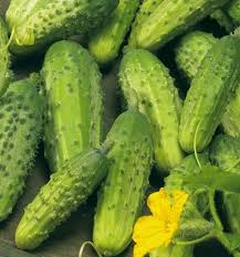 Agurkai trumpavaisiai laukui, vidutinio ankstyvumo 'POLAN F1' 1,5 g S. Agurkai trumpavaisiai laukui, vidutinio ankstyvumo 'POLAN F1' 1,5 g S.