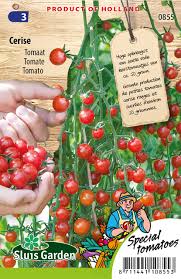 Pomidorai žemi, svyrantys vazonui, tamsiai raudoni, kokteilinio dydžio 'CERISE' 0,1 g SLG. NAUJIENA 2026 m.