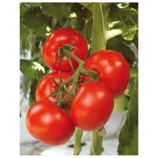 Ankstyvi pomidorai, aukštaūgiai, standartiniai vaisiai, derlingi ir skanūs 'TAMARIS H' 8 sėklos SG Ankstyvi pomidorai, aukštaūgiai, standartiniai vaisiai, derlingi ir skanūs 'TAMARIS H' 8 sėklos SG