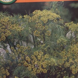 Krapai kvapnūs, daug lapų ir žiedų 'SUPERDUKAT' 5 g PS.