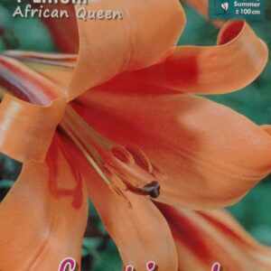 Lelijos vamzdelinės oranžinės, dideli žiedai, kvepia, skynimui 'AFRICAN QUEEN', 1 svogūnėlis