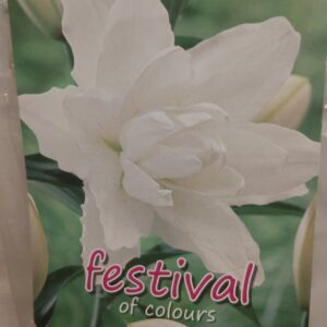 Lelijos pilnavidurės rytietiškos baltos, skynimui 'DOUBLE WHITE', 1 svogūnėlis FC. NAUJIENA 2026 m.