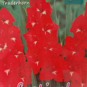 Kardeliai (Gladijolės) stambiažiedžiai raudoni su balta „dėmele“ 'TRADERHORN' 10 svogūnėlių FC.