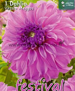 Jurginas pilnaviduris didžiažiedis rožiniai rausvas su „fuksiniu“ viduriu, skynimui 'VASSIO MEGGOS', 1 vnt. FC. NAUJIENA 2026 m.