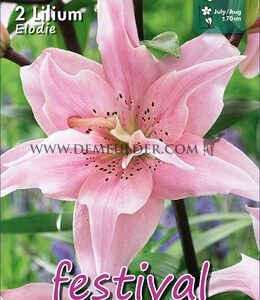 Lelijos pilnavidurės švelniai rožinės, skynimui 'ELODIE' 2 svogūnėliai FC. NAUJIENA 2026 m.