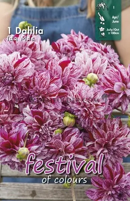 Jurginas pilnaviduris dailiažiedis „marmūrinis“, dvispalvis: baltas su ciklameno dryžiais, skynimui 'IDA MAE', 1 vnt. FC. NAUJIENA 2026 m.