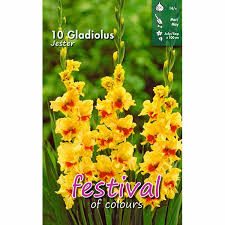 Kardeliai (Gladijolės) stambiažiedžiai geltoni su „akimi“ 'JESTER' 10 svogūnėlių FC. NAUJIENA 2026 m.