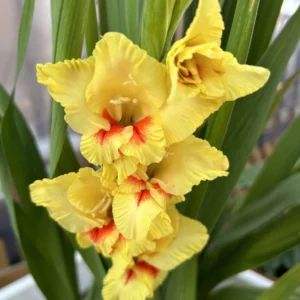 Kardeliai (Gladijolės) stambiažiedžiai geltoni su „akimi“ 'JESTER' 10 svogūnėlių FC. NAUJIENA 2026 m.