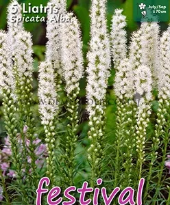 Varpiotieji liatriai (Liatris spicata Alba) daugiamečiai, balti, vidutinio aukščio gėlyne, skynimui, 5 svogūnėliai FC.