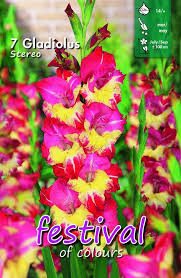 Kardeliai (Gladijolės) stambiažiedžiai raudonai rožiniai bordo su geltonu 'STEREO' 7 svogūnėliai FC. NAUJIENA 2026 m.