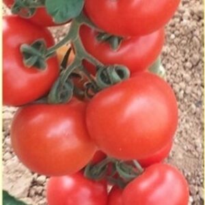 Pomidorai vidutinio ankstyvumo, stambiais vaisiais, ilgai išlaiko skonį 'SPARTACO F1' 10 sėklų PS.