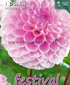 Jurginas kamuolinis (Dahlia Ball) skaisčiai rausvas, „vidutiniai kamuoliukai“, skynimui 'WIZZARD OF OZZ' 1 vnt. FC. NAUJIENA 2026 m.