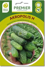 Agurkai trumpavaisiai derlingi laukui, atsparūs ligoms, konservavimui ir ilgalaikiam rauginimui 'AKROPOLIS H' 60 sėklų BS. NAUJIENA 2026 m.