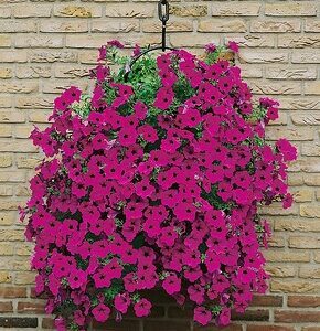 Petunijos svyrančios (surfinijos), purpurinės, ankstyvos, atsparios ligoms 'FORTUNIA PURPLE WAVE F1' 50 granulių (Profi didelė pakuotė). ČERNY. NAUJIENA 2026 m.