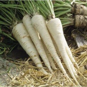 Petražolės šakninės vėlyvos, ilgam laikymui 'HALBLANGE' 100 g (Didelė pakuotė) L. NAUJIENA 2026 m.