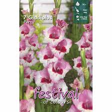 Kardeliai (Gladijolės) stambiažiedžiai balti su rausvais ir raudonu viduriu 'PERRY' 7 svogūnėliai FC. NAUJIENA 2026 m.