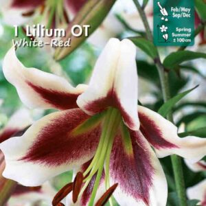 Lelijos hybridinės (OT) dideliais baltais su raudonai bordo viduriu žiedais, kvepia, skynimui 'WHITE - RED', 1 svogūnėlis FC. NAUJIENA 2026 m.