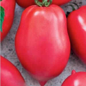 Pomidorai žemi, avietiniai, ovalūs su „snapeliu“, skanūs, laukui 'MALINOWY BOSMAN' 0,1 g PS.