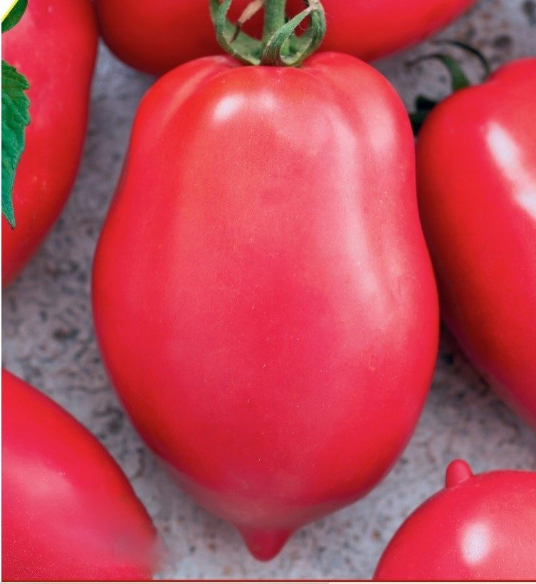 Pomidorai žemi, avietiniai, ovalūs su „snapeliu“, skanūs, laukui 'MALINOWY BOSMAN' 0,1 g PS. Pomidorai žemi, avietiniai, ovalūs su „snapeliu“, skanūs, laukui 'MALINOWY BOSMAN' 0,1 g PS.