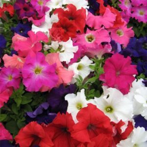 Petunijos hibridinės žemos („nykštukės“), daugiažiedės, gražių spalvų mišinys 'MAMBO F1 MIX' 250 granulių (Profi pakuotė) HSS (Vokietija). NAUJIENA 2026 m.